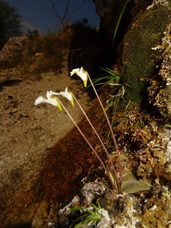 Pinguicula alpina / Pinguicola alpina